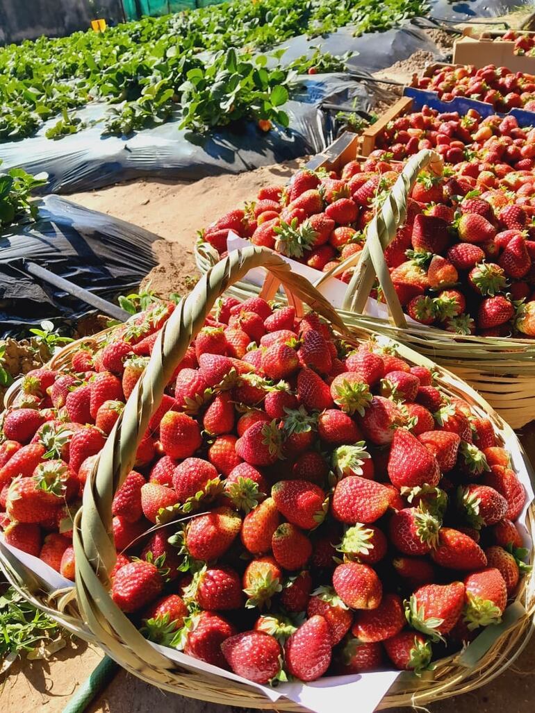 Desde sus inicios la producción de frutilla fue muy próspera en Estanzuela.
