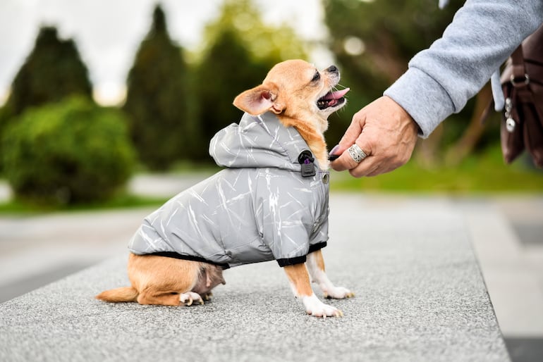 Cómo mantener abrigado a tu perro en días fríos.