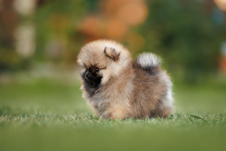 Cachorro de la raza Pomerania.
