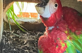 El primer guacamayo nacido en un nido artificial dentro de un entorno urbano en Paraguay.
