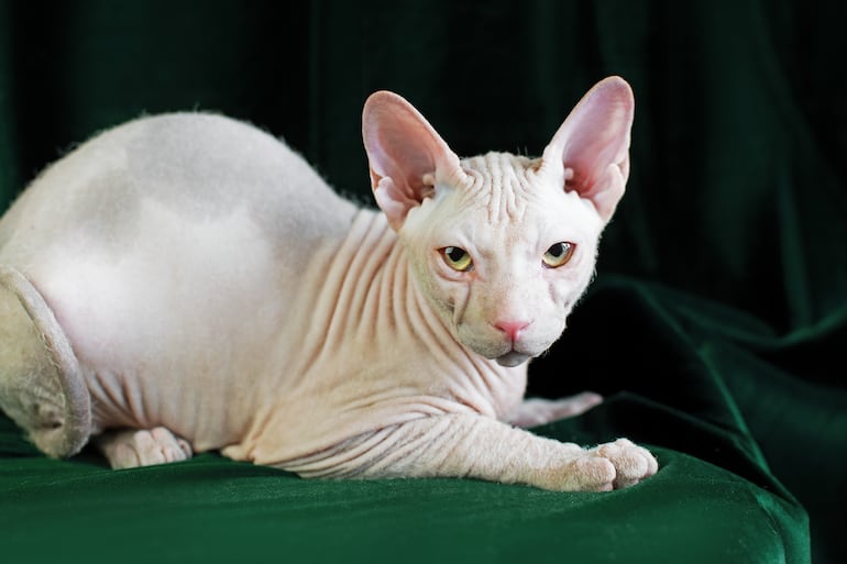 Gato sphynx.