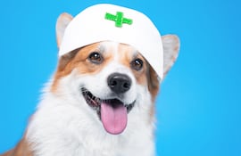 Concepto de perro enfermero, doctor, etcétera.