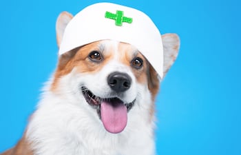 Concepto de perro enfermero, doctor, etcétera.