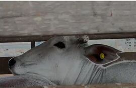 El Siap se aplicó por primera vez desde febrero