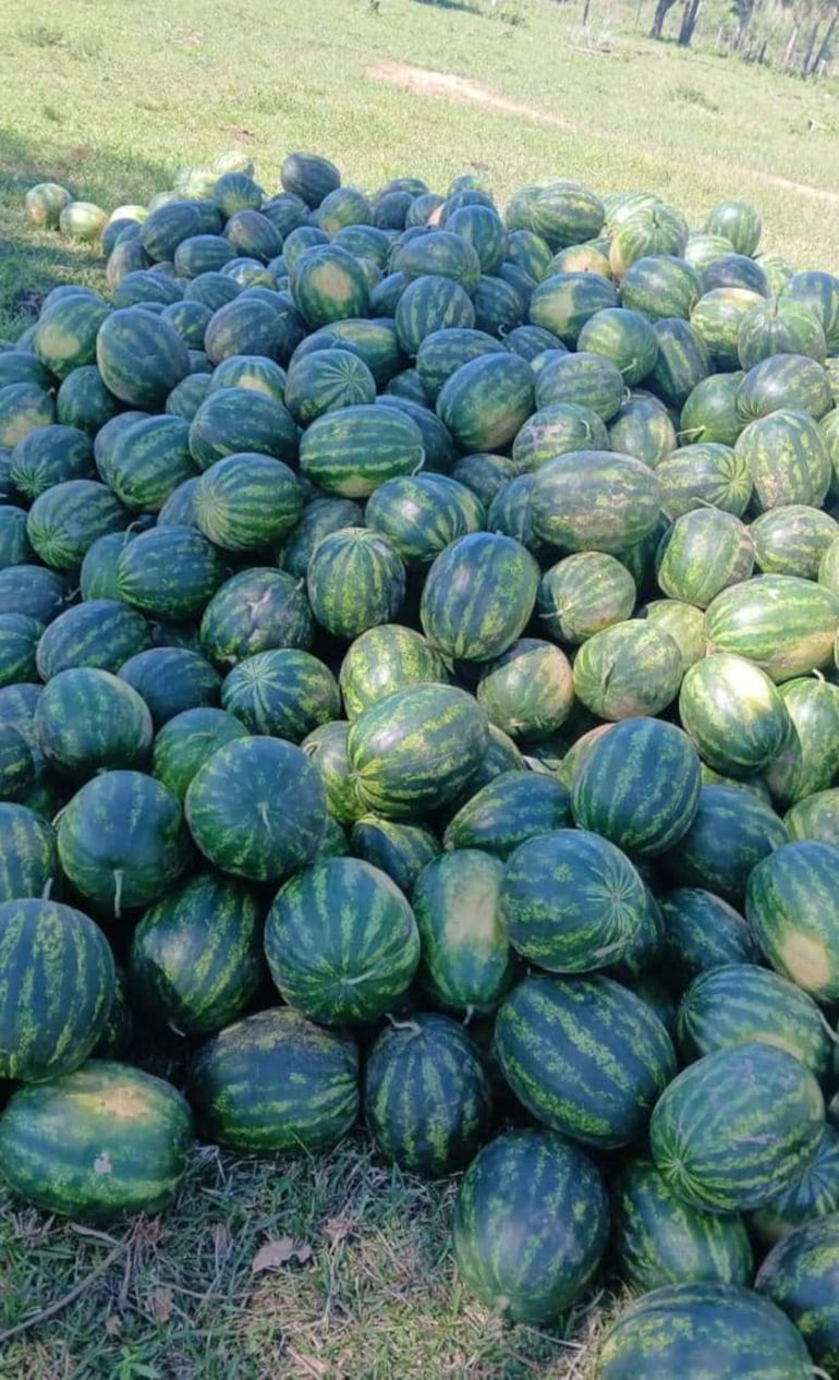 Montón de sandías de color verde intenso apiladas desordenadamente en un campo rural con árboles al fondo.
