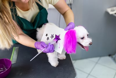 Una mujer tiñe el pelo de un perro maltés.