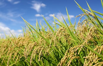 produccion de arroz