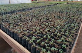 Así lucen los plantines de frutilla en uno de los invernaderos del Centro de Investigación Hernando Bertoni, donde avanzan los trabajos para fortalecer la producción local.