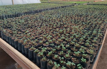 Así lucen los plantines de frutilla en uno de los invernaderos del Centro de Investigación Hernando Bertoni, donde avanzan los trabajos para fortalecer la producción local.