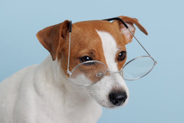 Visión canina, imagen ilustrativa.