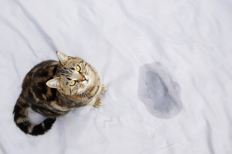 ¿Cómo los gatos usan su orina para comunicarse con otros felinos?