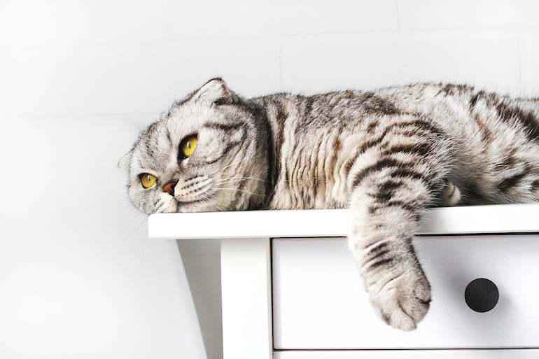 Gato solo y aburrido, imagen ilustrativa.