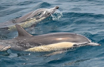 Una pareja de delfines comunes, los cetáceos más abundantes del mundo, emerge a la superficie para respirar a través del espiráculo ubicado en la parte superior de la cabeza, en aguas del océano Pacífico, frente a la costa de Long Beach, California, el 17 de julio de 2026.