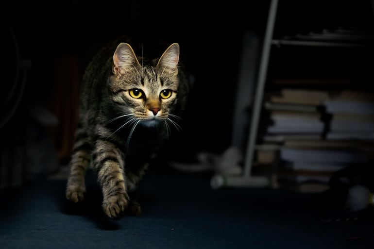 Los gatos no ven en oscuridad absoluta, pero aprovechan una luz mínima mucho mejor que las personas.