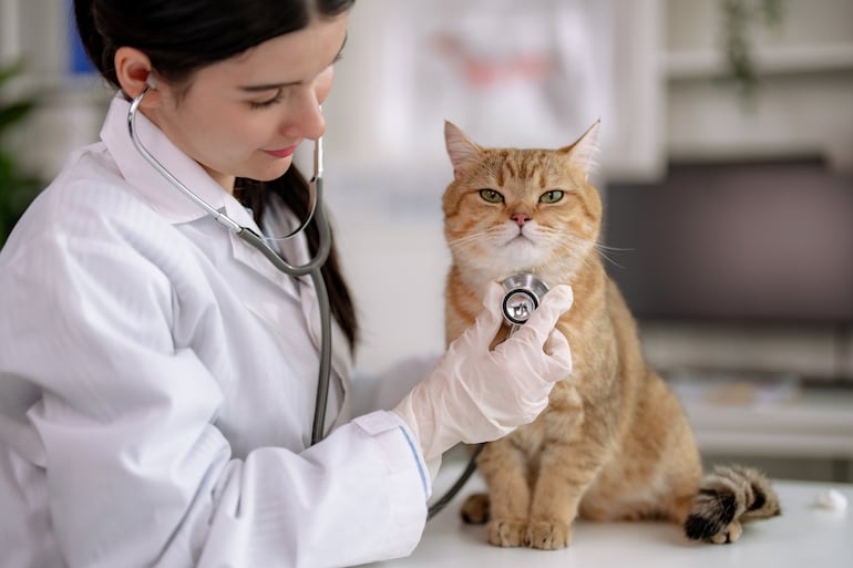 Veterinaria y un gato.