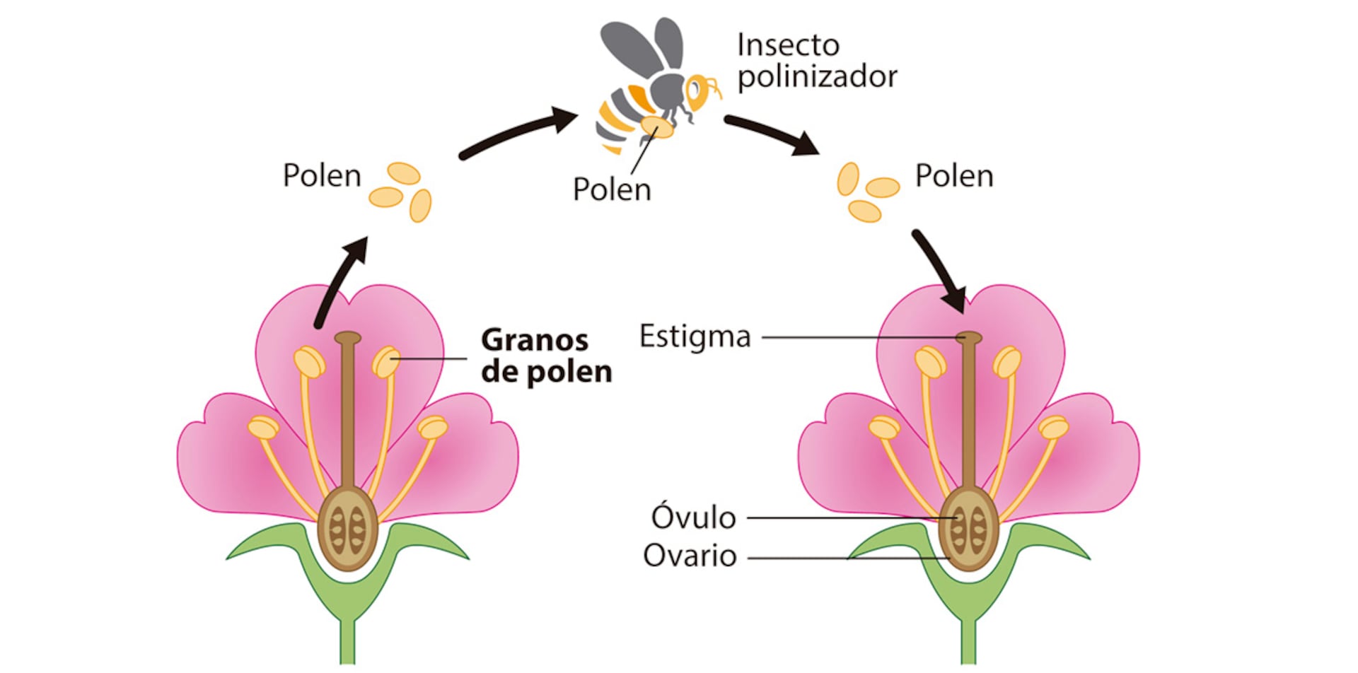 La reproducción ocurre en las flores - Ciencias Naturales Segundo Ciclo -  ABC Color
