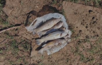 Mortandad de peces Caazapa