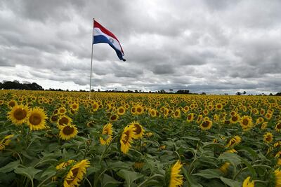 El campo de girasoles tiene 80 hectáreas y está ubicado sobre la ruta PY02. 
