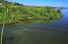 Otra zona del lago Ypacaraí teñida de verde.