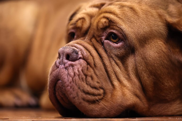 Un mastín dogo de Burdeos