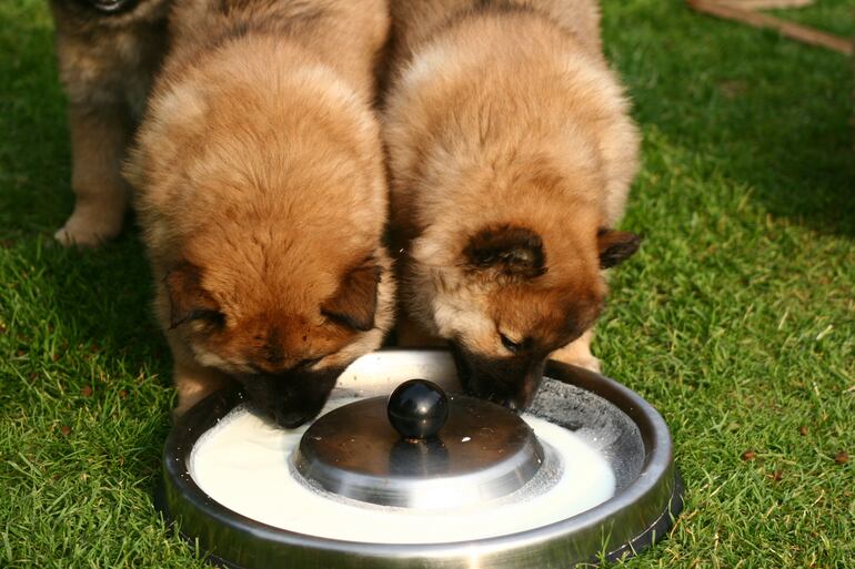 Dos perros toman leche de un plato sobre el pasto.