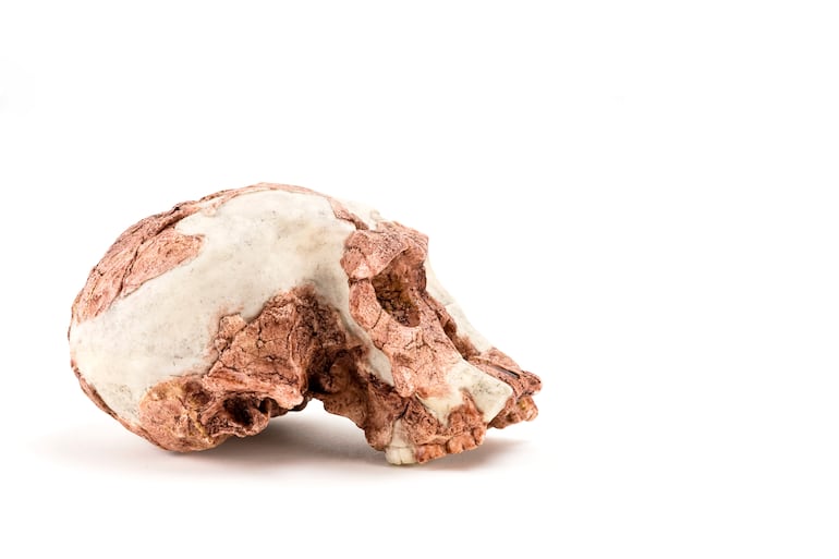 Cráneo de Sahelanthropus tchadensis.