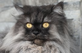 Gato persa.