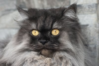 Gato persa.