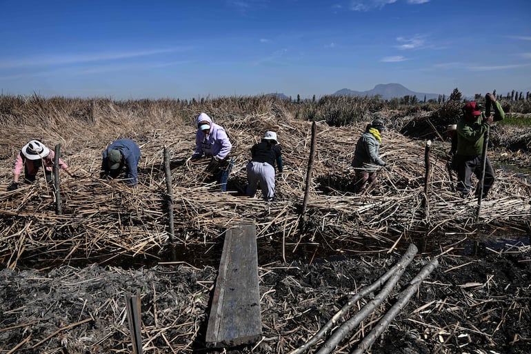 Miembros de la Fundación Matter of Trust, junto a voluntarios mexicanos y estadounidenses, trabajan en un proyecto para crear una chinampa (jardín flotante) utilizando un método ancestral en San Gregorio Atlapulco, Xochimilco, México, el 7 de febrero de 2026.