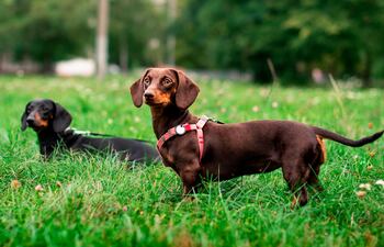 Perro salchicha, Dachshund o Teckel.