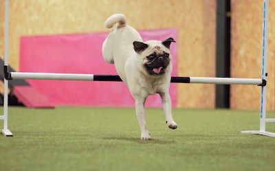 Perro de la raza Pug.