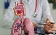 Médico señala los pulmones.