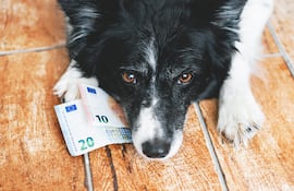 Las mascotas tienen varias garantías legales en España, y ahora hasta el derecho a recibir pensión alimentaria.
