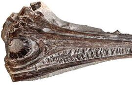 Cráneo del fósil encontrado. Un equipo internacional, en el que se integran investigadores del grupo Aragosaurus-IUCA de la Universidad de Zaragoza (noreste), ha identificado una nueva especie de ictiosaurio a partir de un fósil excepcionalmente conservado hallado en la costa atlántica de Portugal. Este ejemplar, datado en más de 190 millones de años (Jurásico inferior), ha sido denominado Gadusaurus aqualignues y constituye el primer ictiosaurio nombrado en la península ibérica.