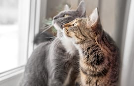 Sirenas, obras, música alta o una licuadora pueden disparar estrés y conductas “raras” en gatos.