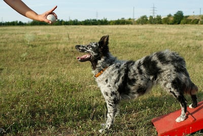 Perro Mudi, pastor húngaro.