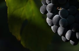 Imagen de archivo: un detalle de un racimo de uvas Pinot Noir destinadas a la producción de crémant (vino espumoso) se observa durante la cosecha en el viñedo Domaine Moellinger, en Wettolsheim, en el este de Francia, el 19 de agosto de 2025.