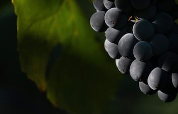 Imagen de archivo: un detalle de un racimo de uvas Pinot Noir destinadas a la producción de crémant (vino espumoso) se observa durante la cosecha en el viñedo Domaine Moellinger, en Wettolsheim, en el este de Francia, el 19 de agosto de 2025.