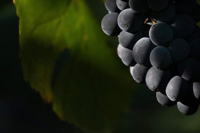 Imagen de archivo: un detalle de un racimo de uvas Pinot Noir destinadas a la producción de crémant (vino espumoso) se observa durante la cosecha en el viñedo Domaine Moellinger, en Wettolsheim, en el este de Francia, el 19 de agosto de 2025.