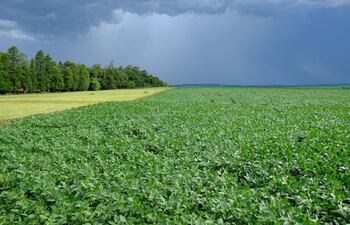 Las esperanzas de buenos niveles de lluvias y de humedad en los suelos, proyectan para los expertos, un buen año para el sector agropecuario.