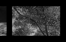 Dossier Carlos Saguier de El Suplemento Cultural: un cine con olor a tierra roja (Montaje de fotogramas de "El Pueblo")