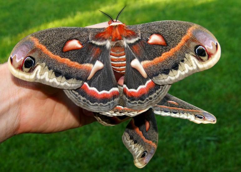 Polilla Hyalophora cecropia.