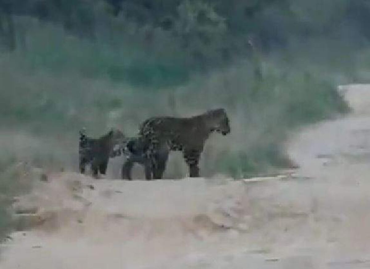 Video: mirá cómo una mamá yaguareté y sus dos cachorros caminan en el Chaco