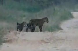 Yaguareté adulto y sus dos cachorros en un entorno boscoso, explorando el área con curiosidad.