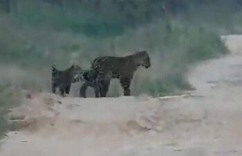 Yaguareté adulto y sus dos cachorros en un entorno boscoso, explorando el área con curiosidad.