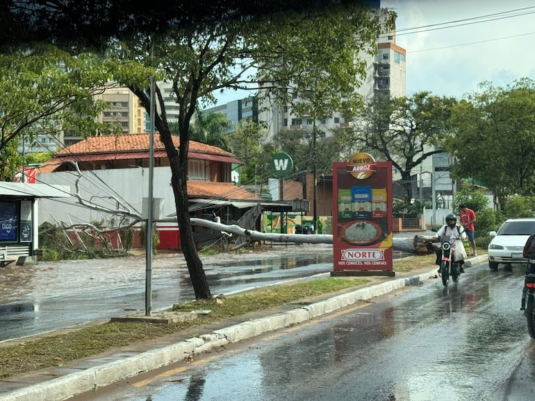 La breve tormenta hizo que caigan árboles de gran porte en diferentes puntos de la ciudad capital.
