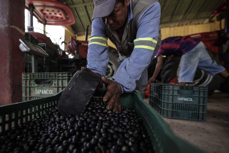  Un hombre separa frutos açaí, el 5 de agosto de 2023, en una plantación de Igarapé-Miri (Brasil). El açaí es el alimento de moda y su capital mundial es Igarapé-Miri, una ciudad precaria de la Amazonía brasileña que hasta hace bien poco vivía amedrentada por el crimen organizado, atraído por el millonario negocio que gira en torno a este fruto afrodisíaco. 
