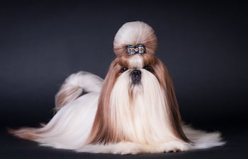 Perro de raza Shih Tzu.