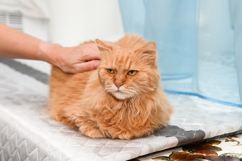 Gato anciano, imagen ilustrativa.