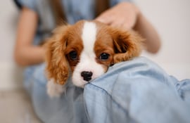 Perro enfermo, imagen ilustrativa.